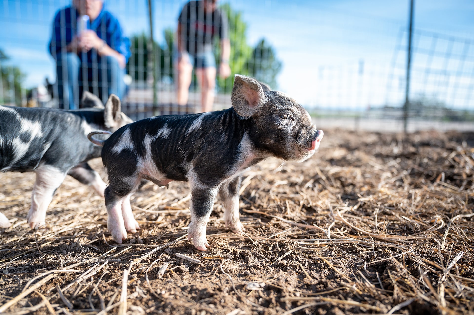 Piglets Nursery